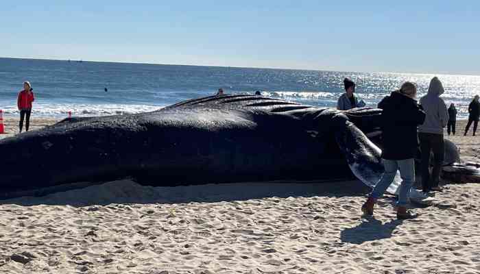 Humpback Whale Beached
