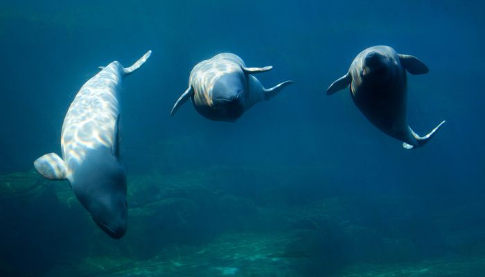 Beluga whales