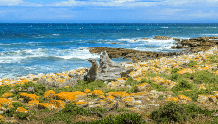 Cape of good hope tourist destination