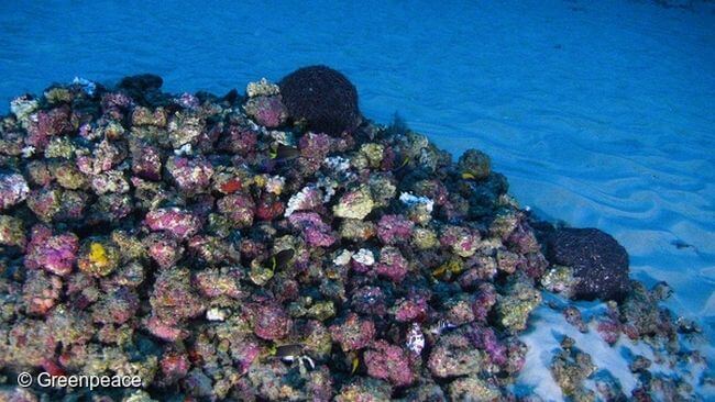 Greenpeace_amazon reef