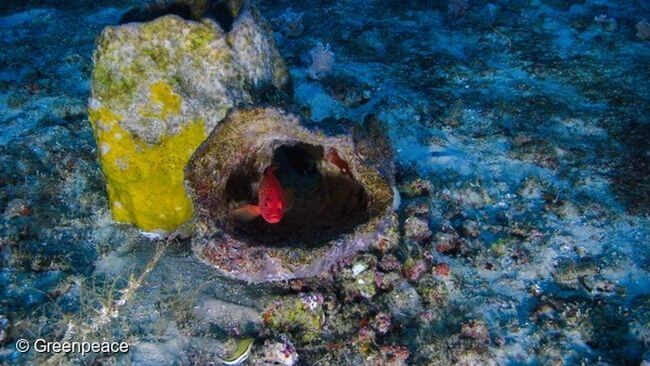 Greenpeace_amazon reef1