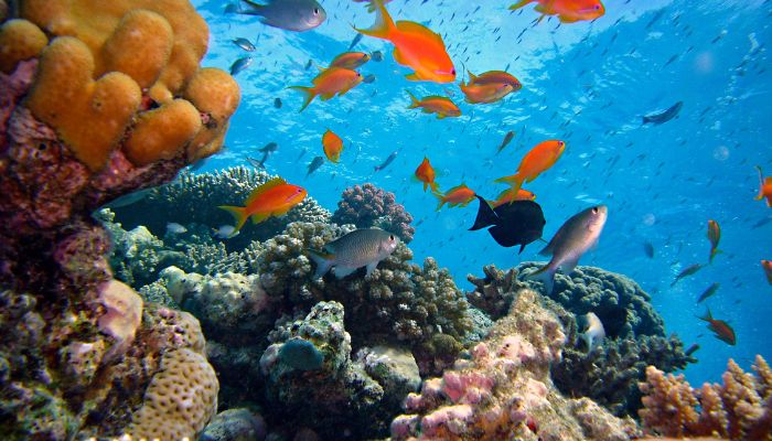 10 Marine Biome Facts You Must Know The Marine Learners