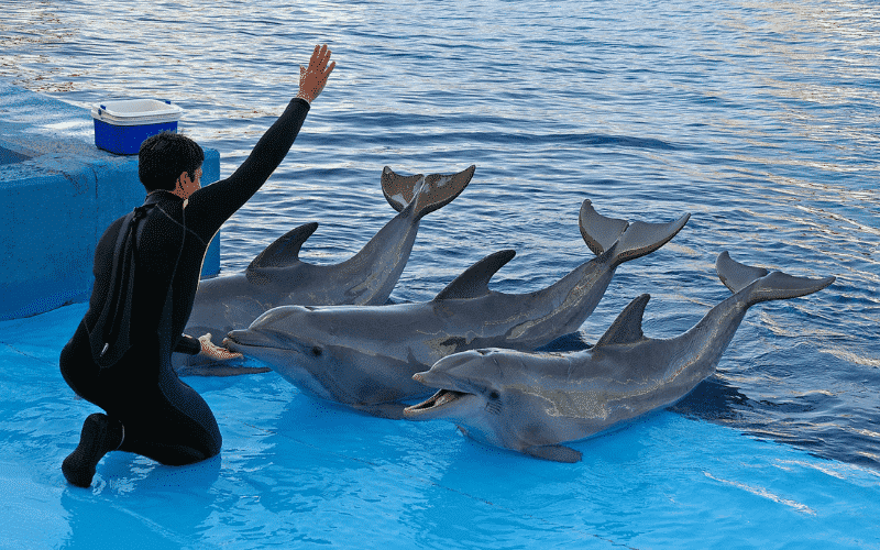 Marine mammal trainer 