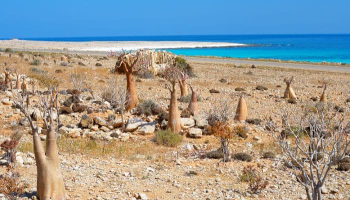 Socotra Island