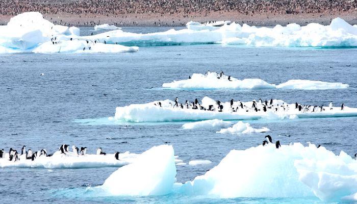 Southern Ocean