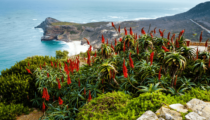 biodiversity at cape of good hope