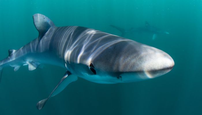 blue shark