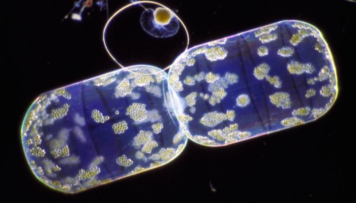 diatoms