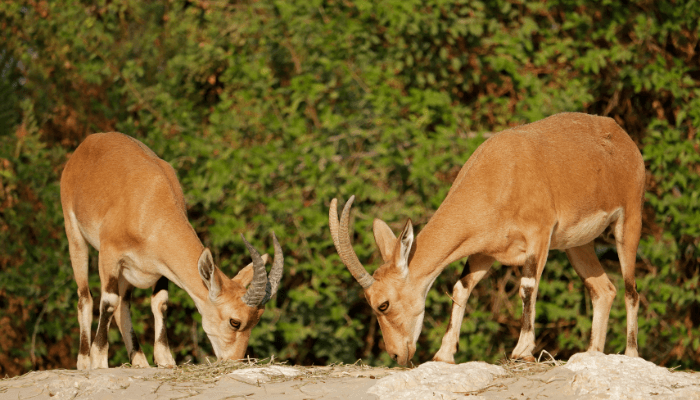 flora and fauna