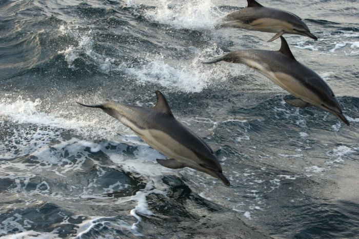 greenpeace dolphins