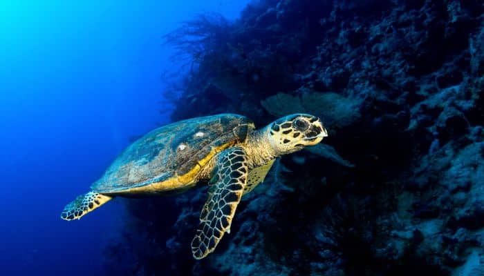 hawksbill turtles