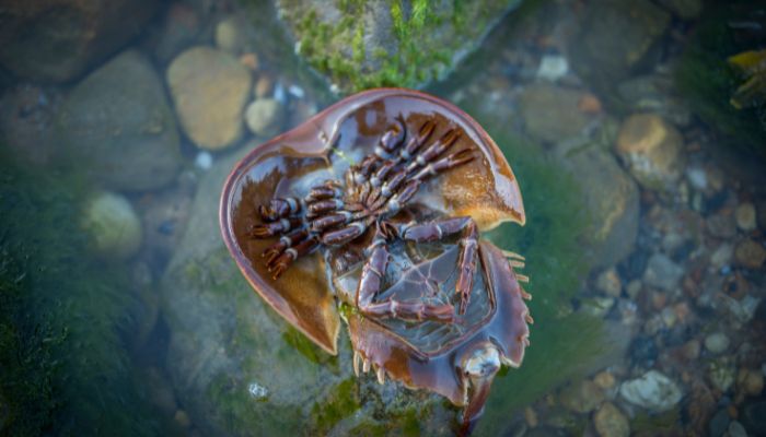 horseshoe crabs