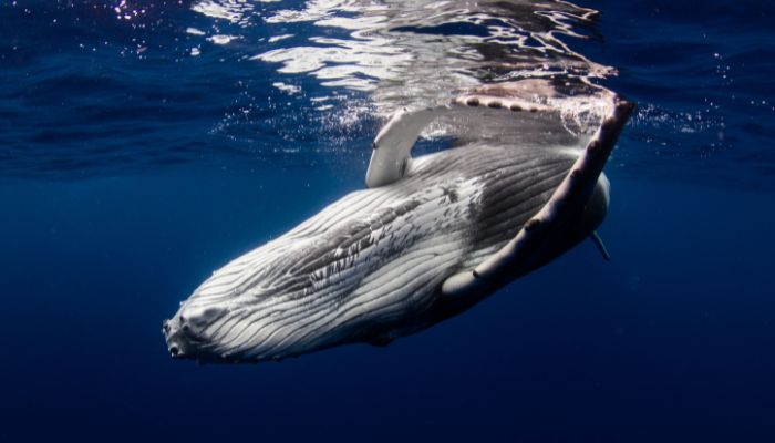 humpback whales