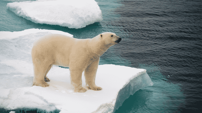 northwest passage animals