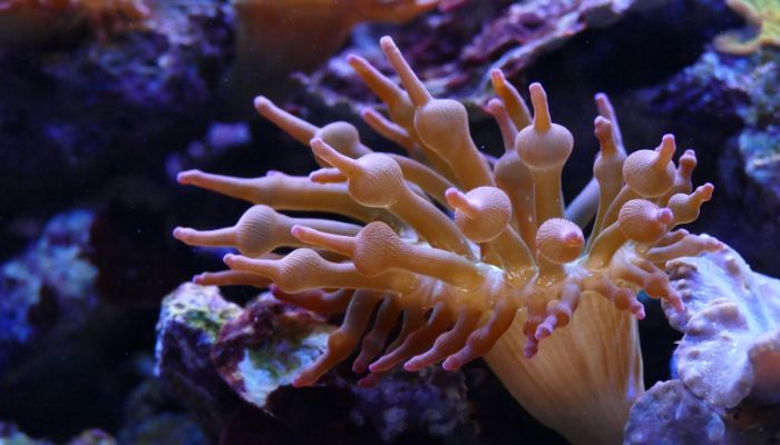 sea anemones