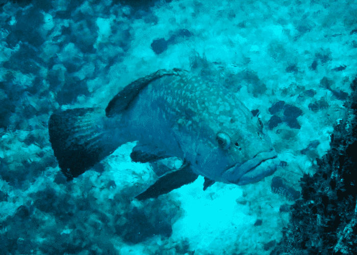 thermocline flora fauna
